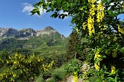 18 Maggiociondolo in fiore con vista in Cavallo